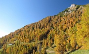 20 Il bellissimo lariceto del Pizzo Badile, versione del 24 8bre...